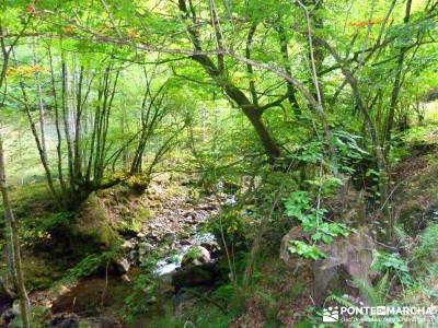 Hayedos Parque Natural de Redes;navacerrada la barranca agencias de excursiones excursiones viajes